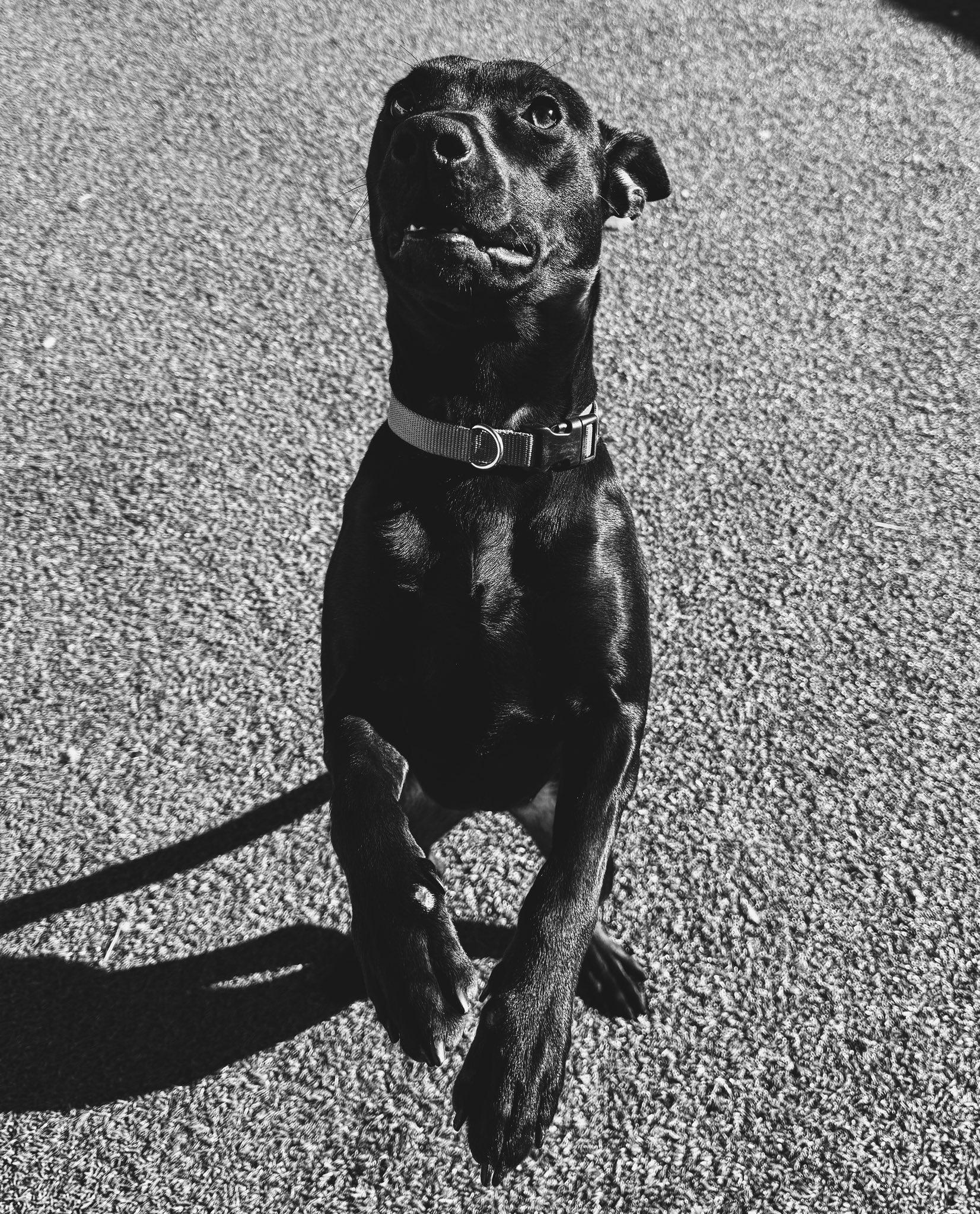 Chancey, a ADOPTABLE mixed breed in Hays, KS image 2/6