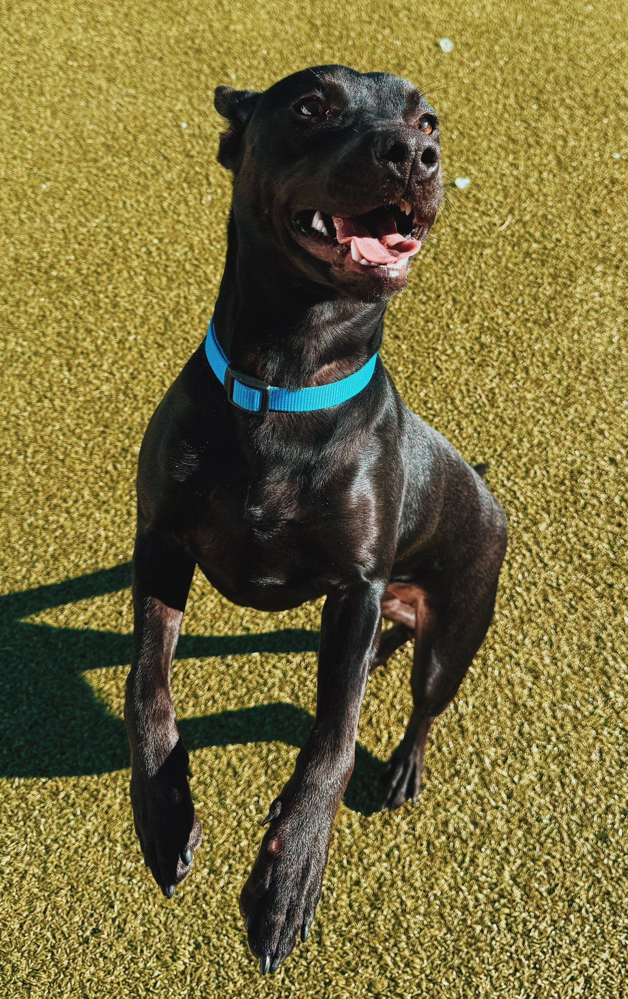 Chancey, a ADOPTABLE mixed breed in Hays, KS image 3/6