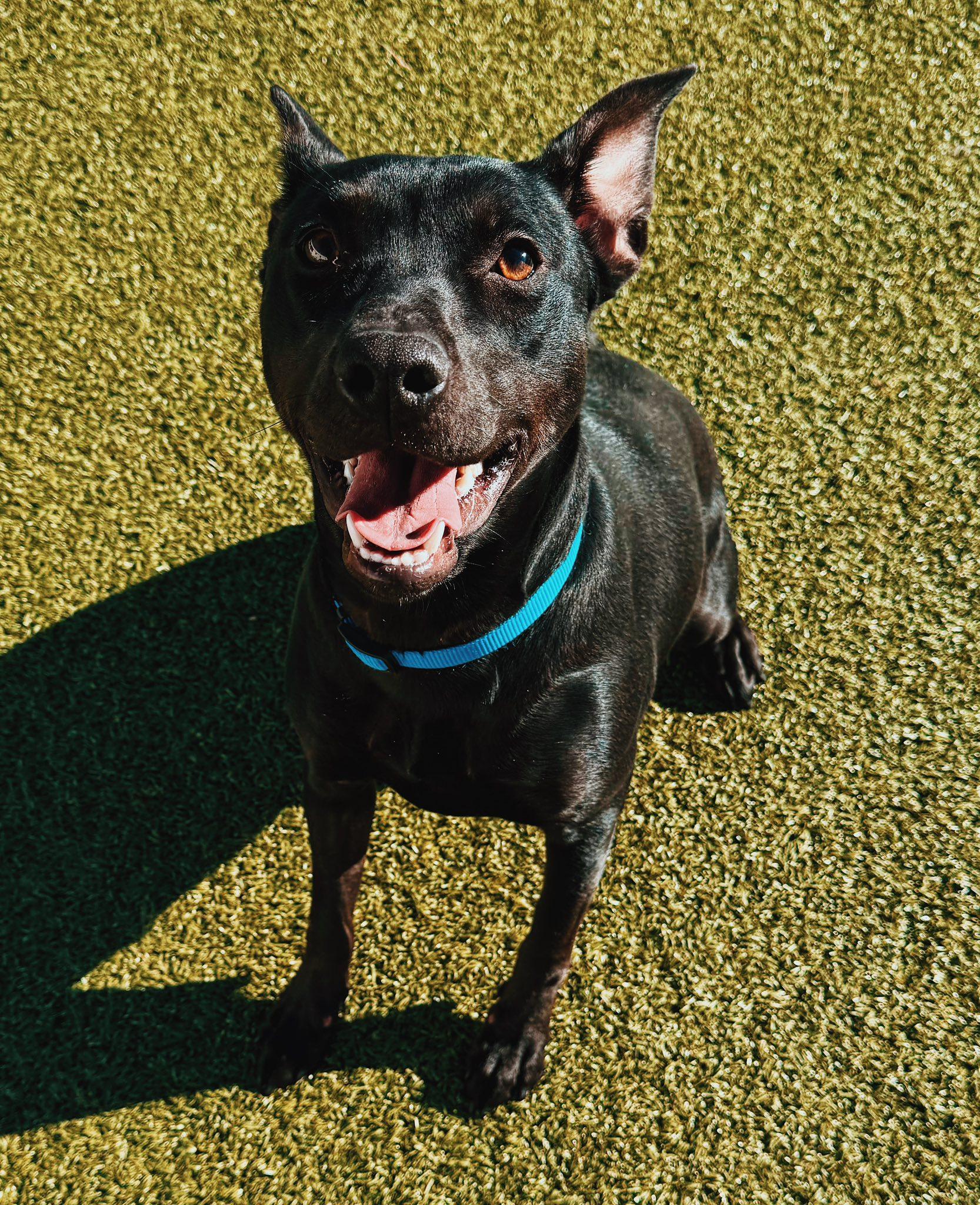 Chancey, a ADOPTABLE mixed breed in Hays, KS image 4/6