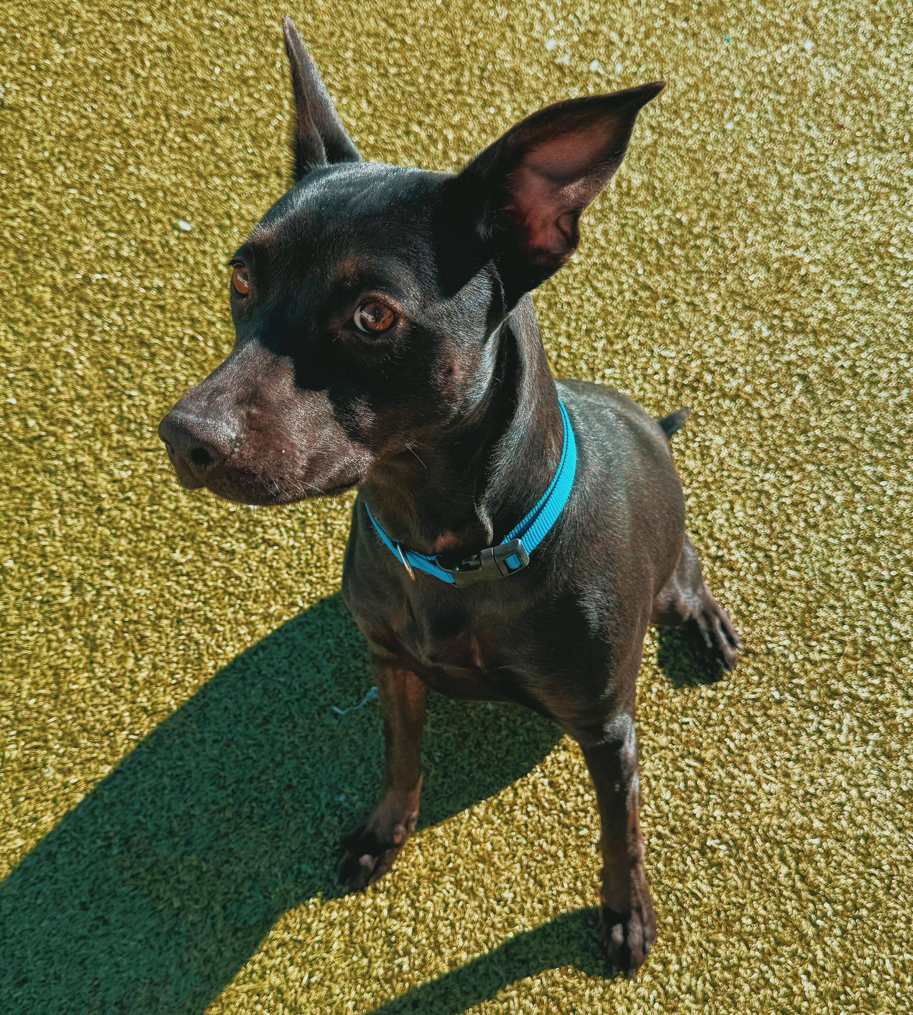 Chancey, a ADOPTABLE mixed breed in Hays, KS image 5/6