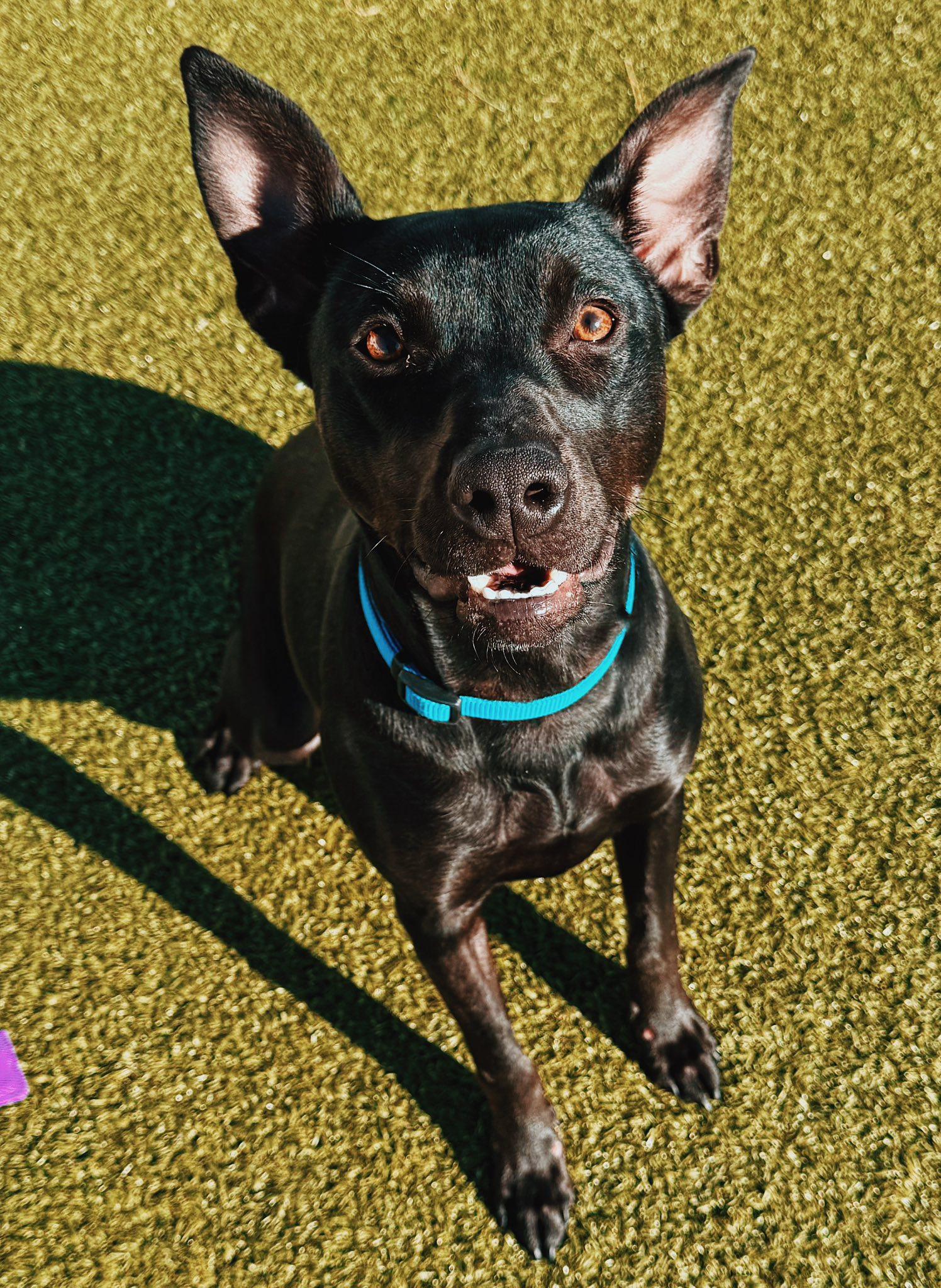 Chancey, a ADOPTABLE mixed breed in Hays, KS image 6/6