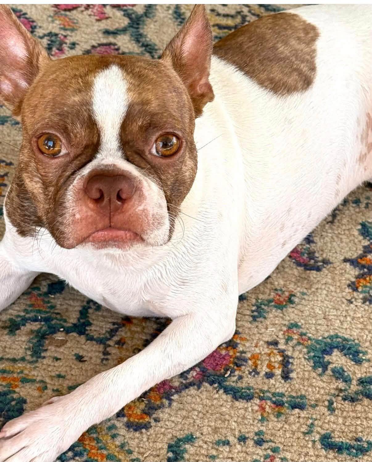 Toby photo