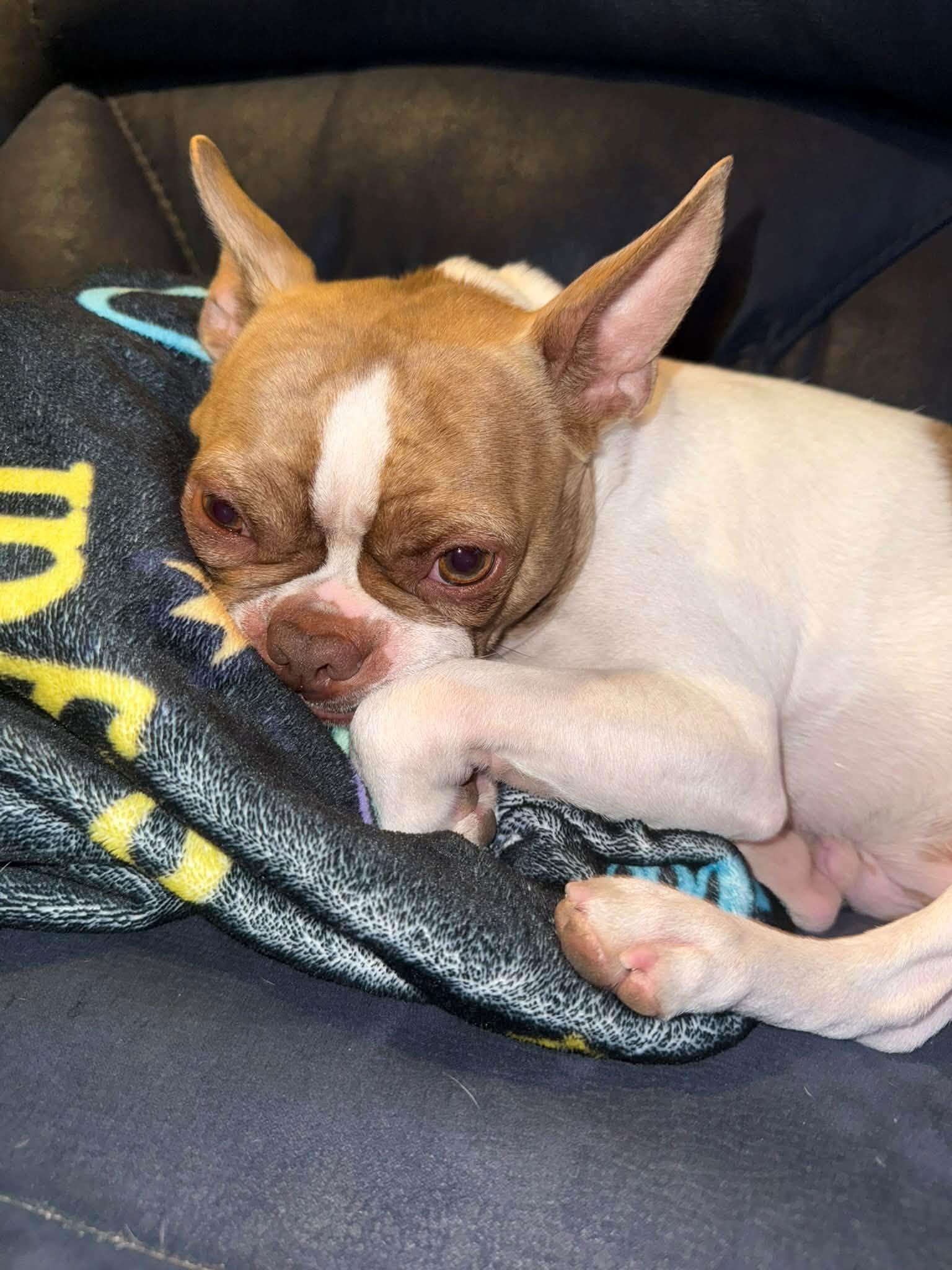 Enlarge Toby, a Adoptable Boston Terrier in Gainesville, TX image 2/3