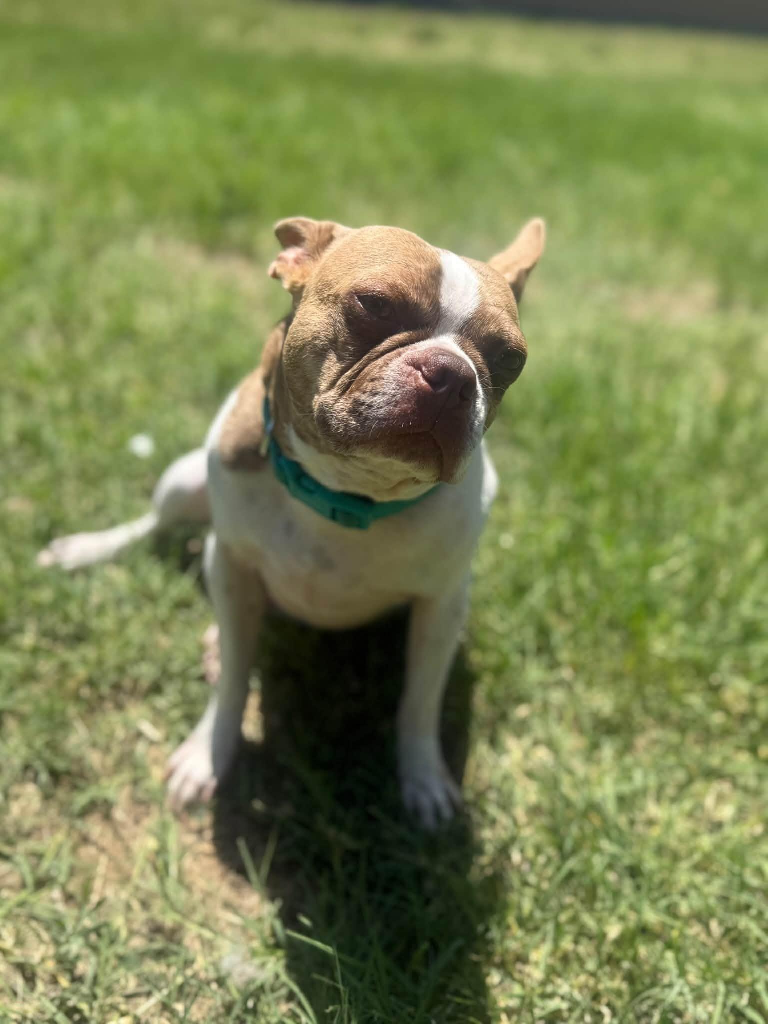 Enlarge Toby, a Adoptable Boston Terrier in Gainesville, TX image 3/3