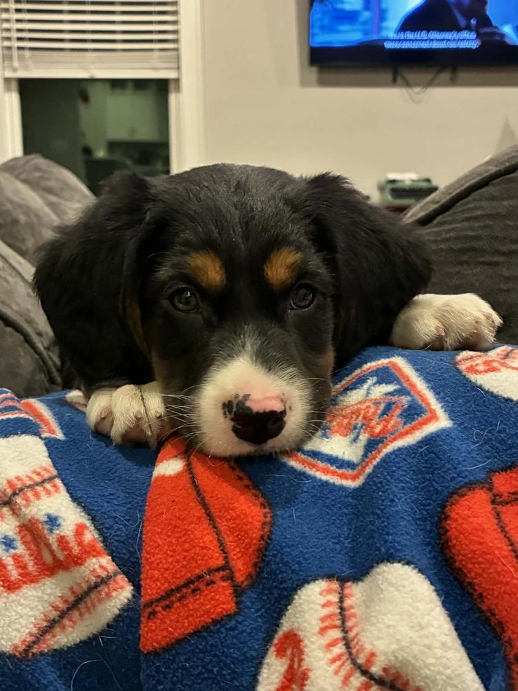 Marlin (Finding Nemo '26), Adoptable, Puppy Male Hound.