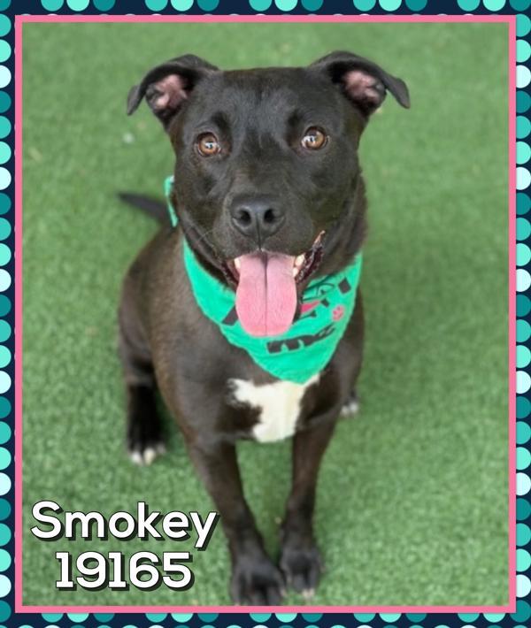 Enlarge Smokey(55), a Adoptable mixed breed in Marietta, GA image 1/1