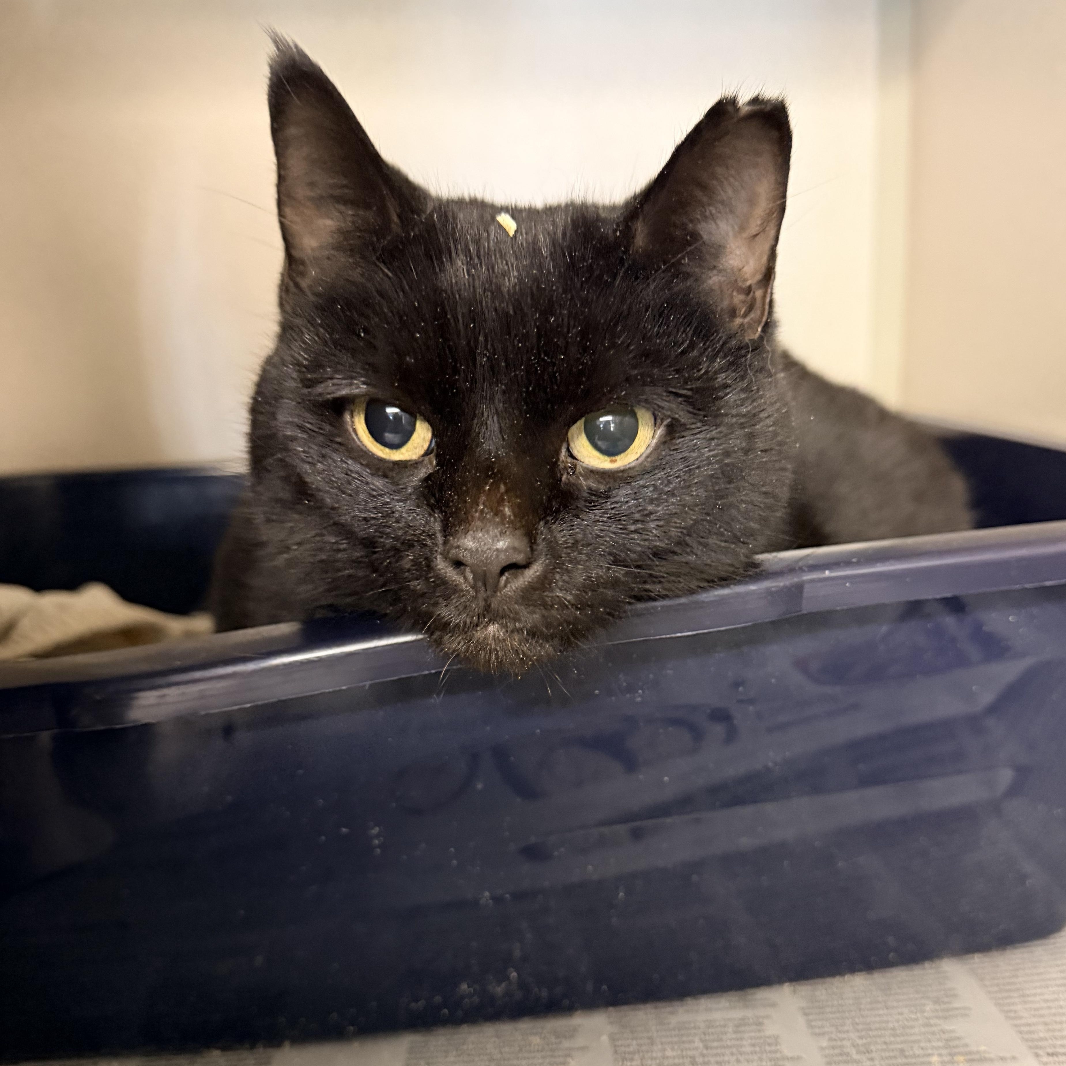 Obi-Wan, adopted, Adult Male Domestic Short Hair.