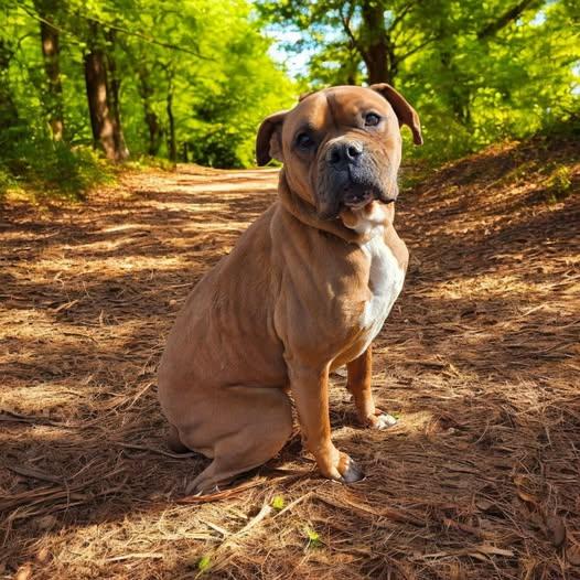 Rambo, ADOPTABLE, Adult Male Boxer.