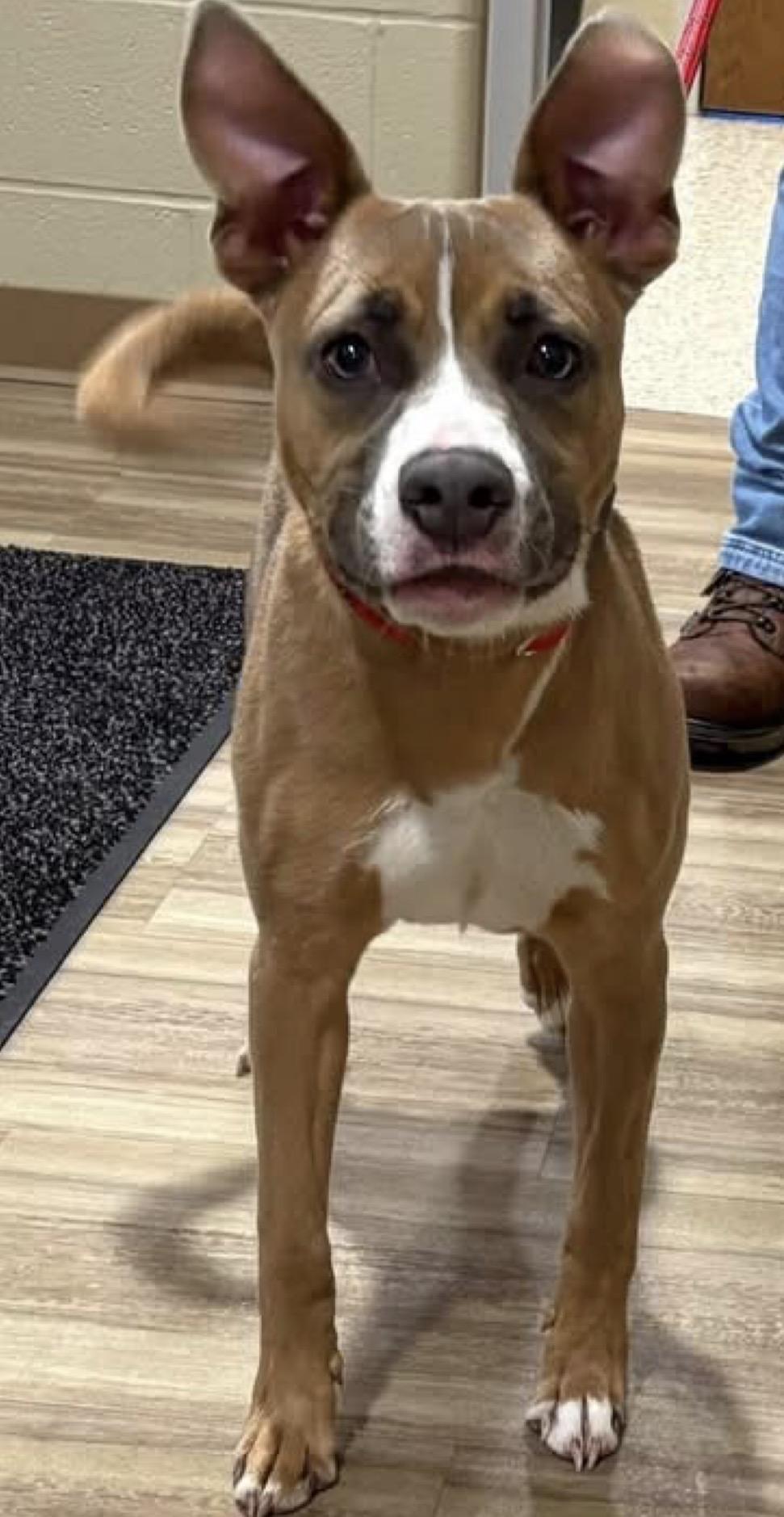 Enlarge Myron, a ADOPTABLE mixed breed in Youngstown, OH image 1/5