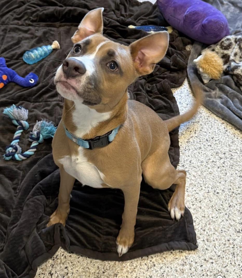 Enlarge Myron, a ADOPTABLE mixed breed in Youngstown, OH image 4/5