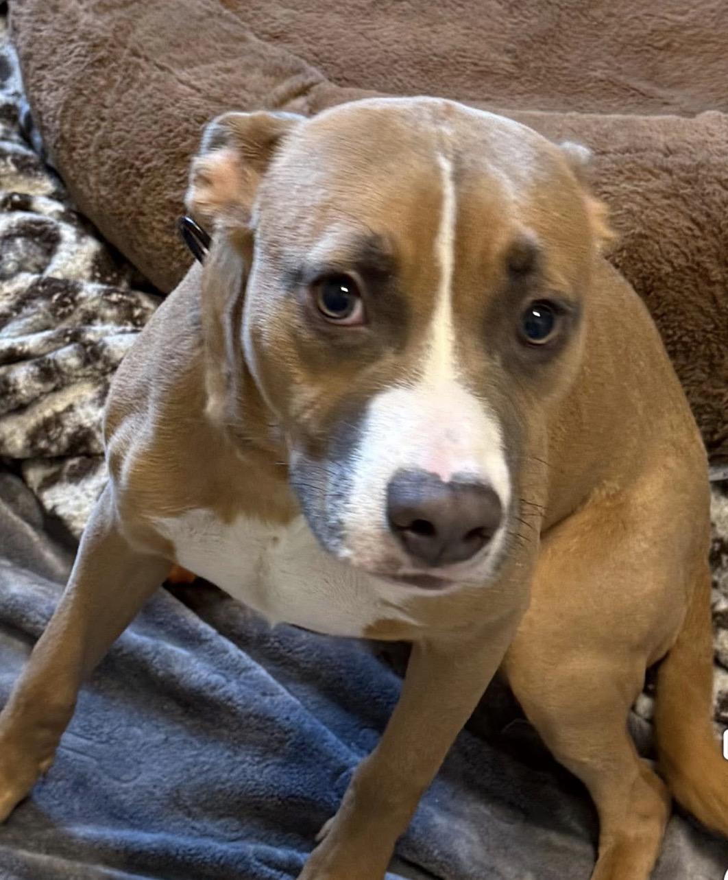 Enlarge Myron, a ADOPTABLE mixed breed in Youngstown, OH image 2/5