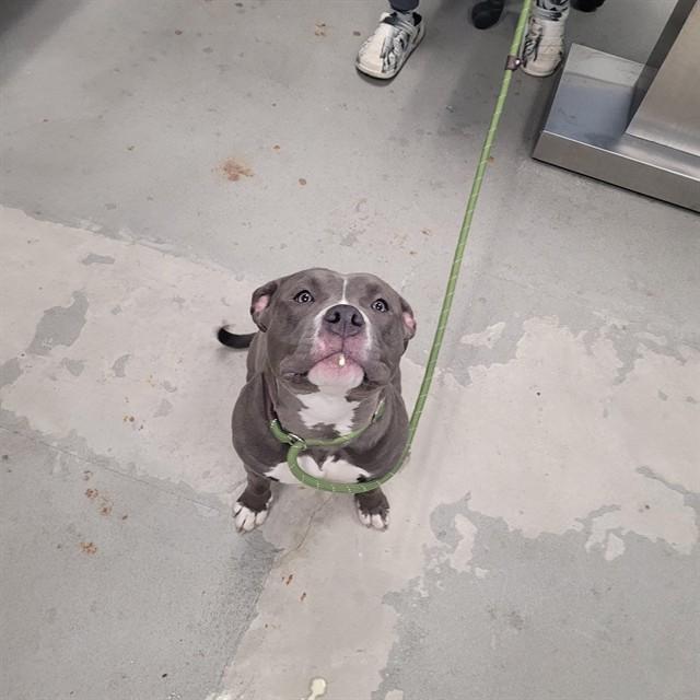 Marva, ADOPTABLE, Adult Female Pit Bull Terrier.