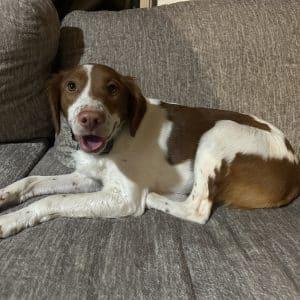 Enlarge CODY   #20042312, an adopted Brittany Spaniel in Sugar Grove, IL image 3/5