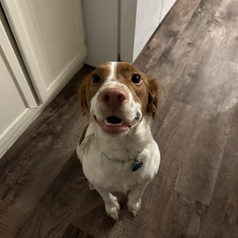 Enlarge CODY   #20042312, an adopted Brittany Spaniel in Sugar Grove, IL image 2/5