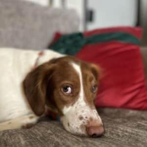 Enlarge CODY   #20042312, an adopted Brittany Spaniel in Sugar Grove, IL image 1/5