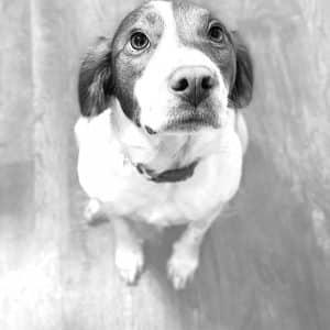 Enlarge CODY   #20042312, an adopted Brittany Spaniel in Sugar Grove, IL image 5/5
