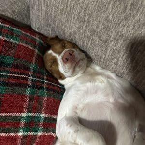 Enlarge CODY   #20042312, an adopted Brittany Spaniel in Sugar Grove, IL image 4/5