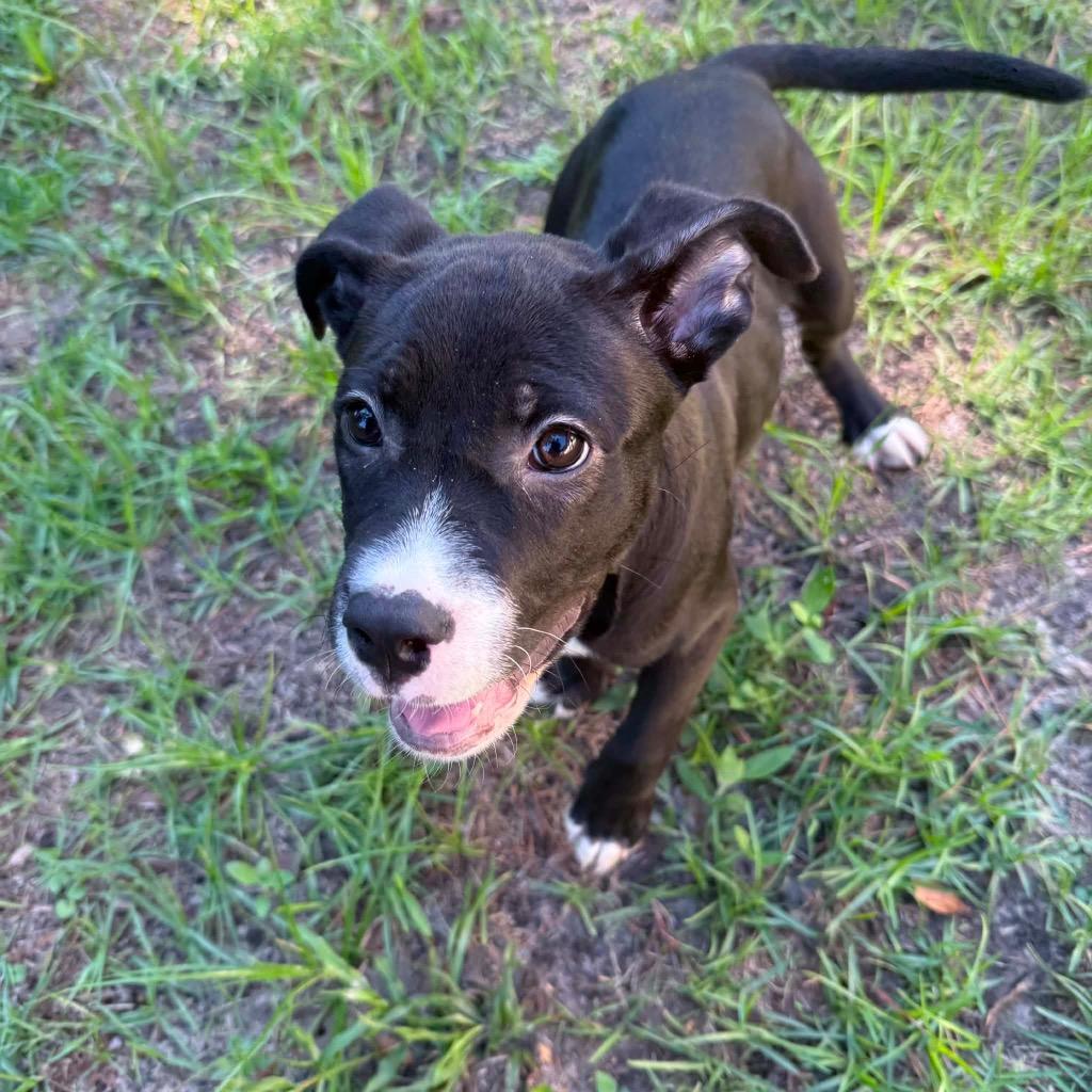 Enlarge Leona, a Adoptable mixed breed in Springfield, GA image 1/1