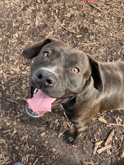 Soul, a Adoptable mixed breed in Chamblee, GA image 1/3