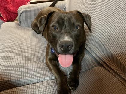 Soul, a Adoptable mixed breed in Chamblee, GA image 2/3