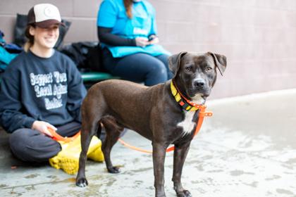 Soul, a Adoptable mixed breed in Chamblee, GA image 3/3