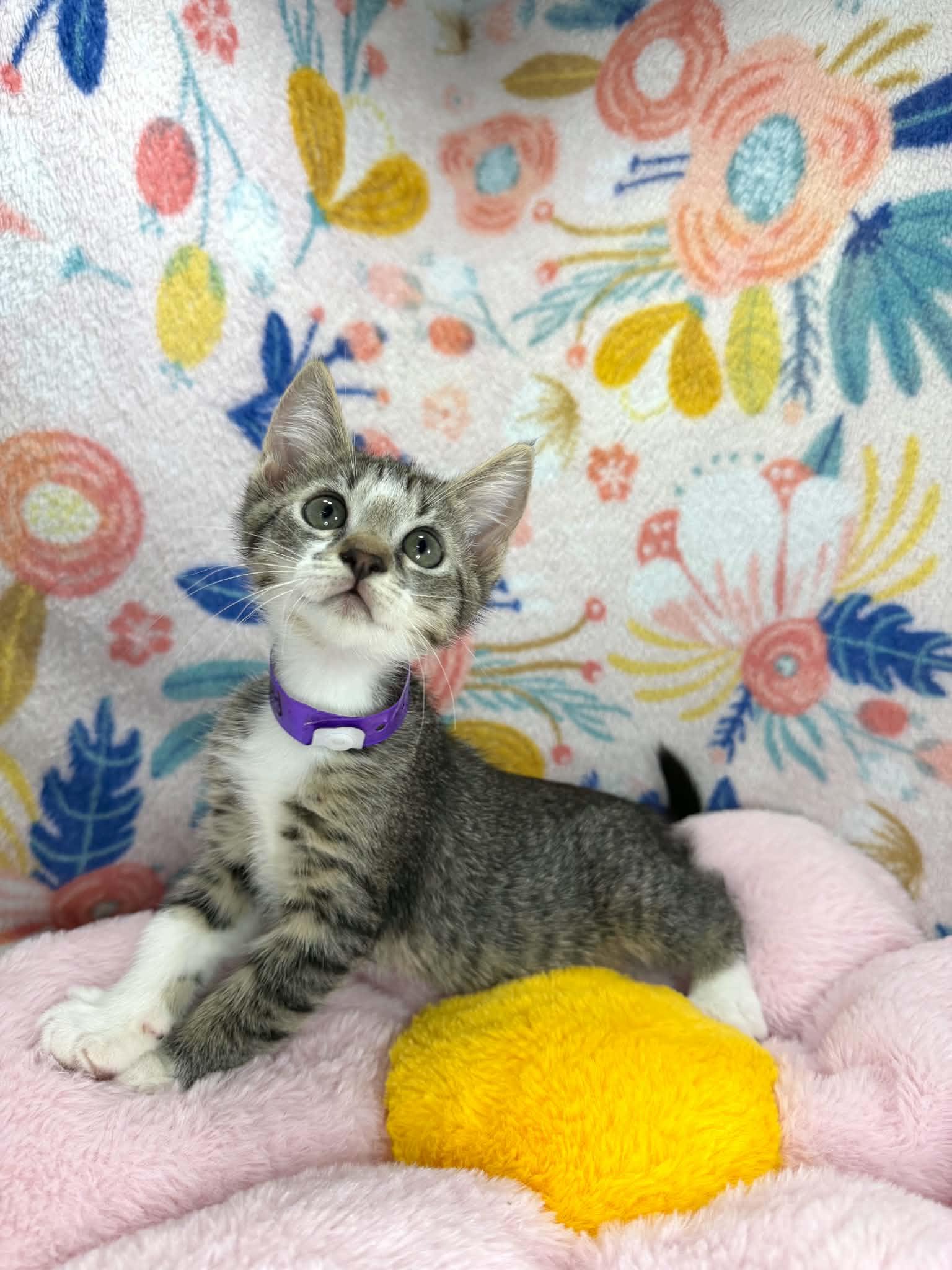Faith, adopted, Kitten Female Domestic Short Hair.