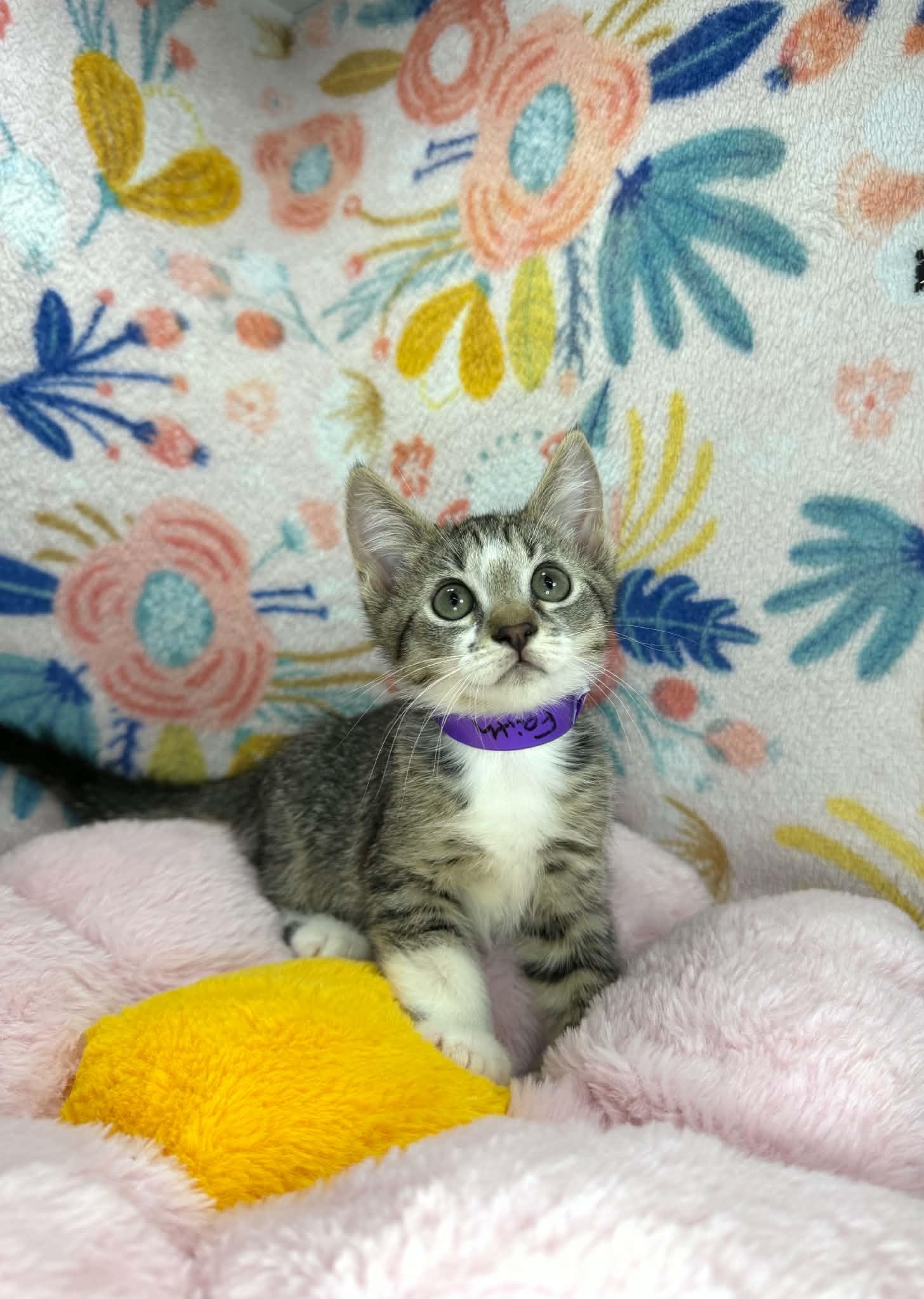 Faith, an adopted Domestic Short Hair in Tavares, FL image 2/2
