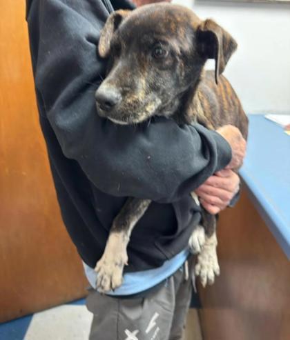 Enlarge Nick, a Adoptable mixed breed in Guntersville, AL image 1/1