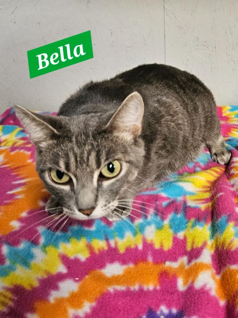 Bella, Adoptable, Young Female Domestic Short Hair.