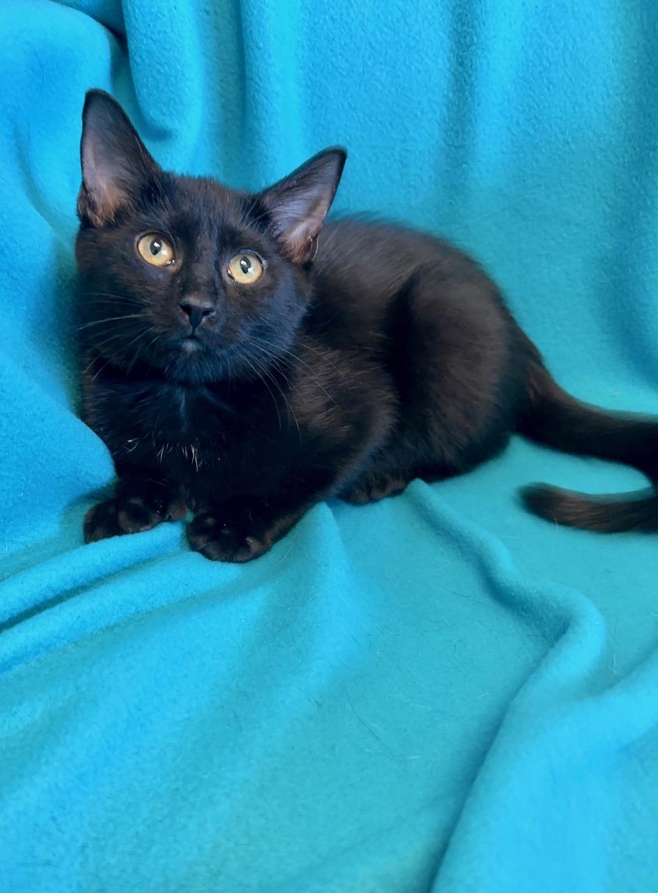 Enlarge Paris, a Adoptable mixed breed in Englewood, FL image 1/1