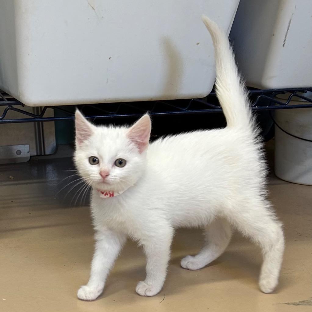 Brandy, Adopted, Kitten Female Domestic Short Hair.