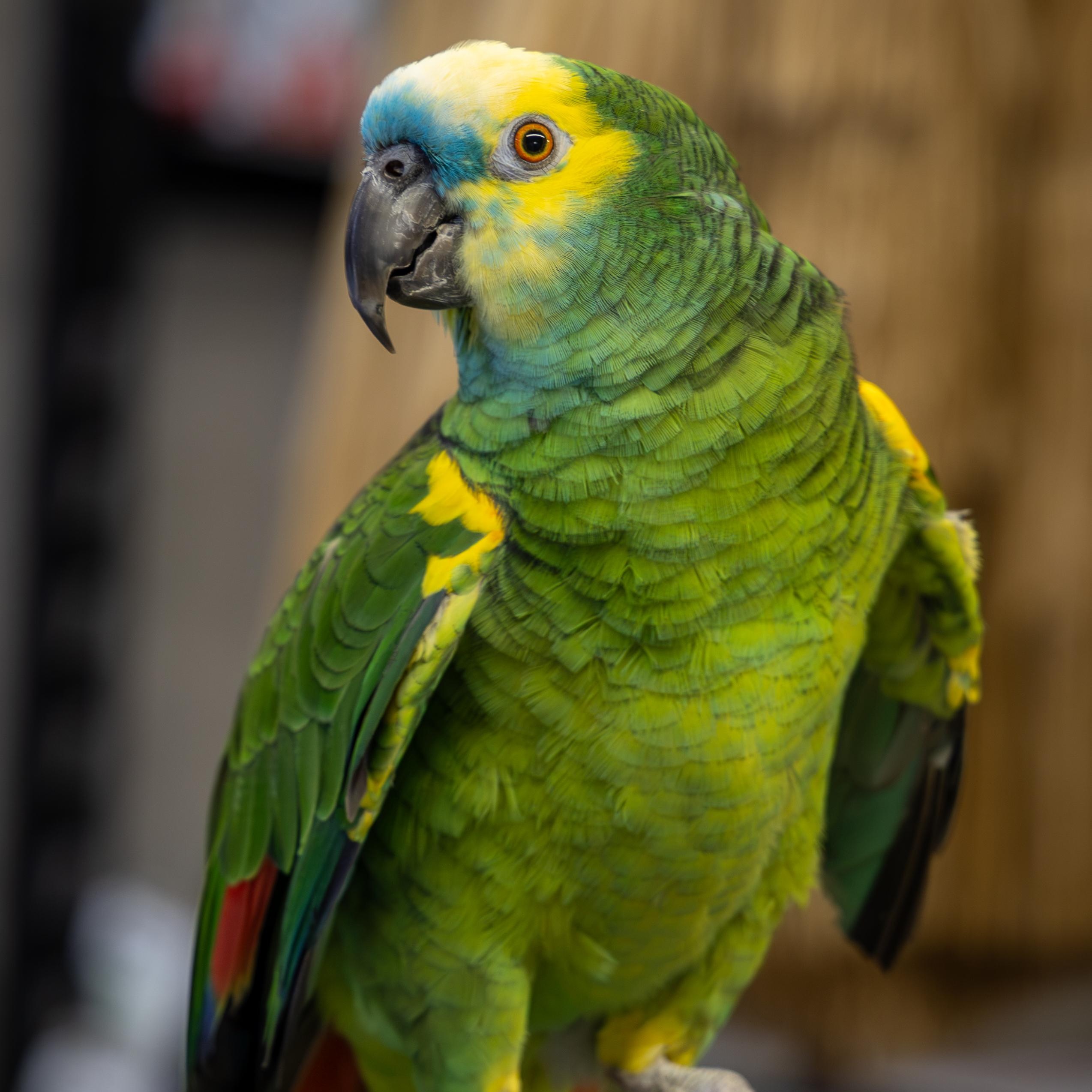 Enlarge Merlin 2, a Adoptable Amazon in Lenexa, KS image 1/2