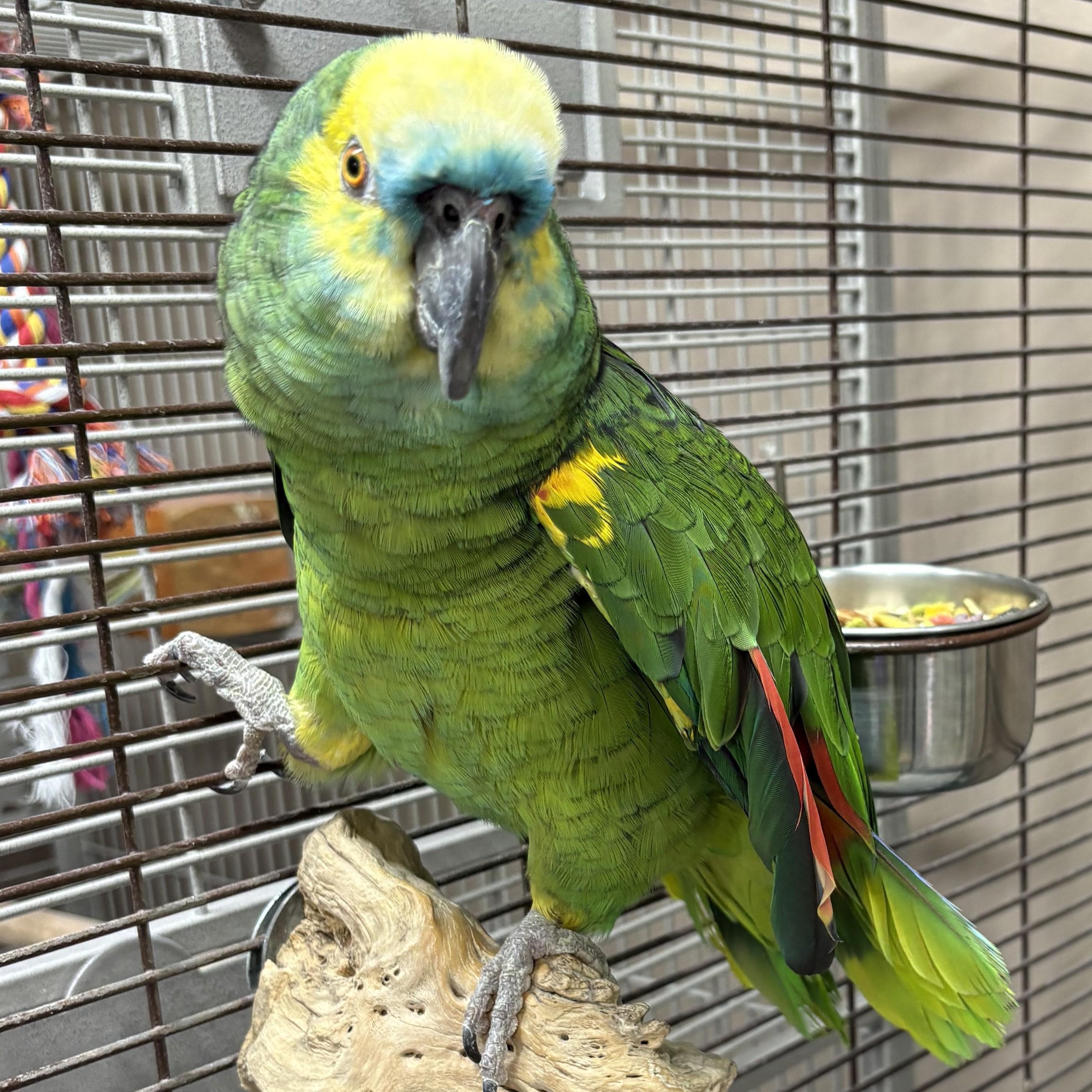 Enlarge Merlin 2, a Adoptable Amazon in Lenexa, KS image 2/2