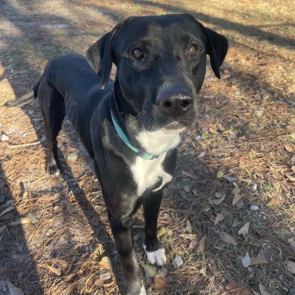 Enlarge Sawyer, a Adoptable mixed breed in Valdosta , GA image 2/6