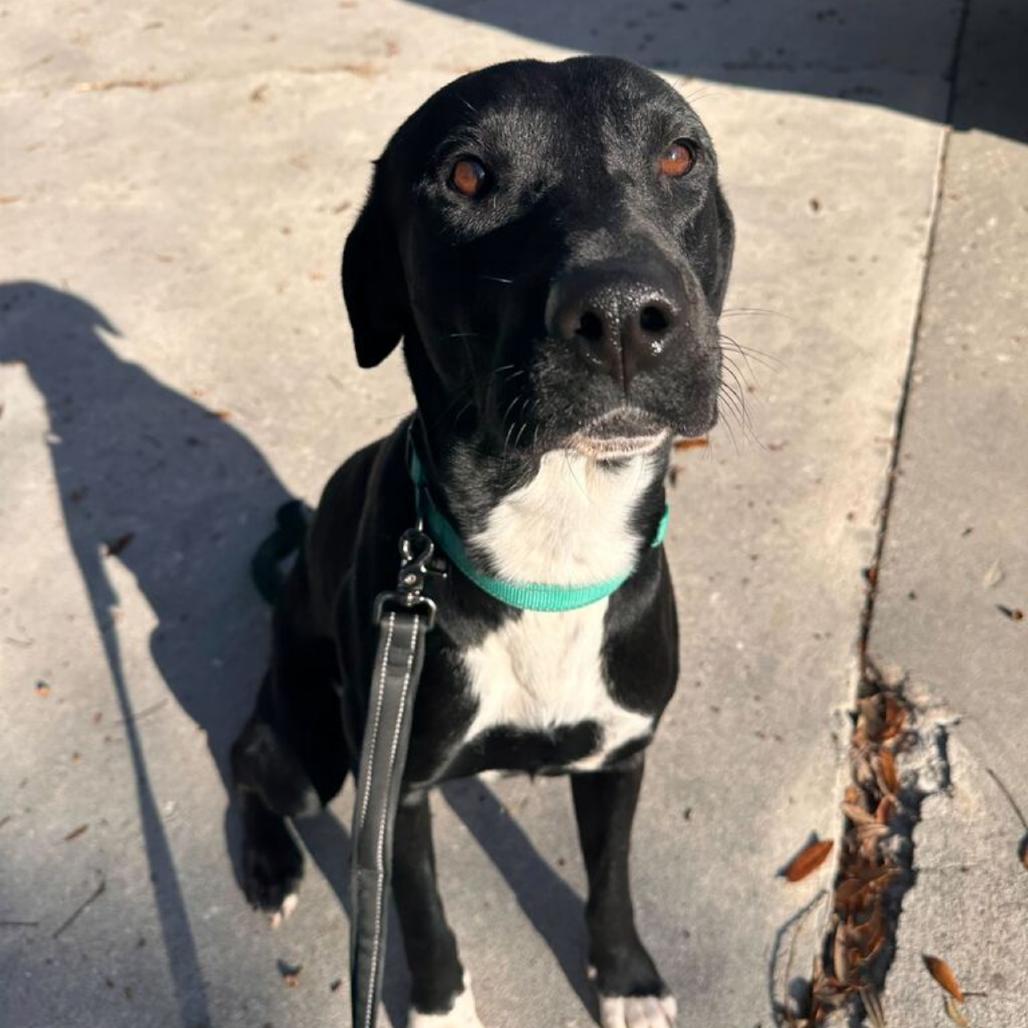 Enlarge Sawyer, a Adoptable mixed breed in Valdosta , GA image 3/6