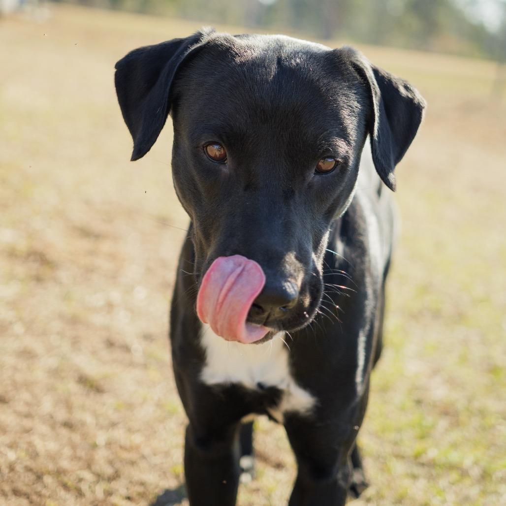Enlarge Sawyer, a Adoptable mixed breed in Valdosta , GA image 5/6
