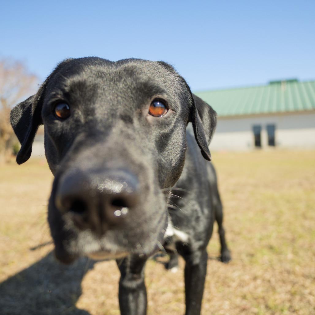 Enlarge Sawyer, a Adoptable mixed breed in Valdosta , GA image 6/6