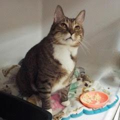 Bug--Handsome Dude Comes with Vet Care Support for Life!