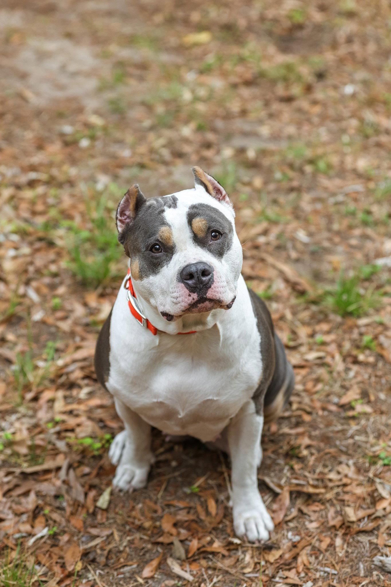 Madonna, a Adopted American Staffordshire Terrier in Gainesville, FL image 1/3