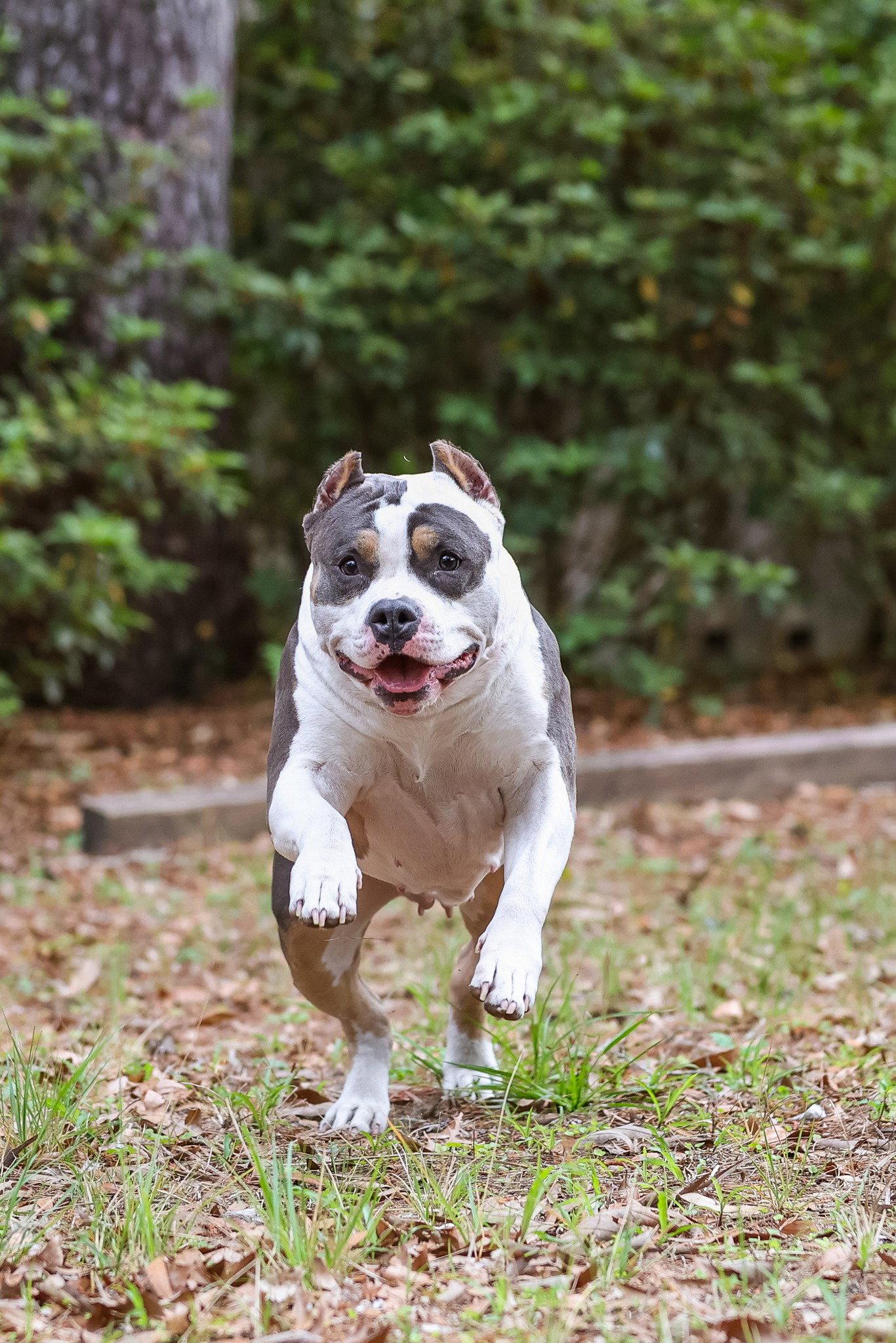 Madonna, a Adopted American Staffordshire Terrier in Gainesville, FL image 2/3