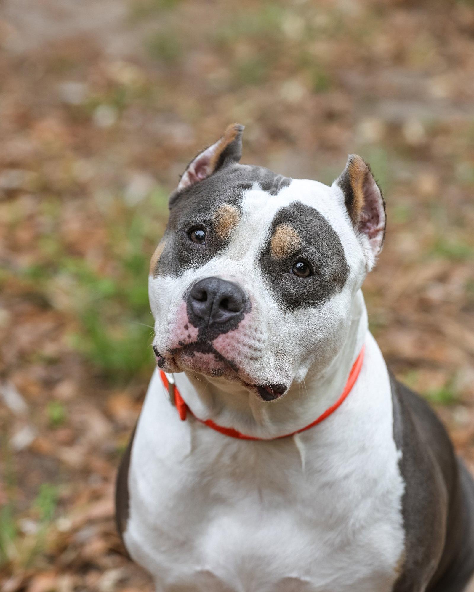 Madonna, a Adopted American Staffordshire Terrier in Gainesville, FL image 3/3