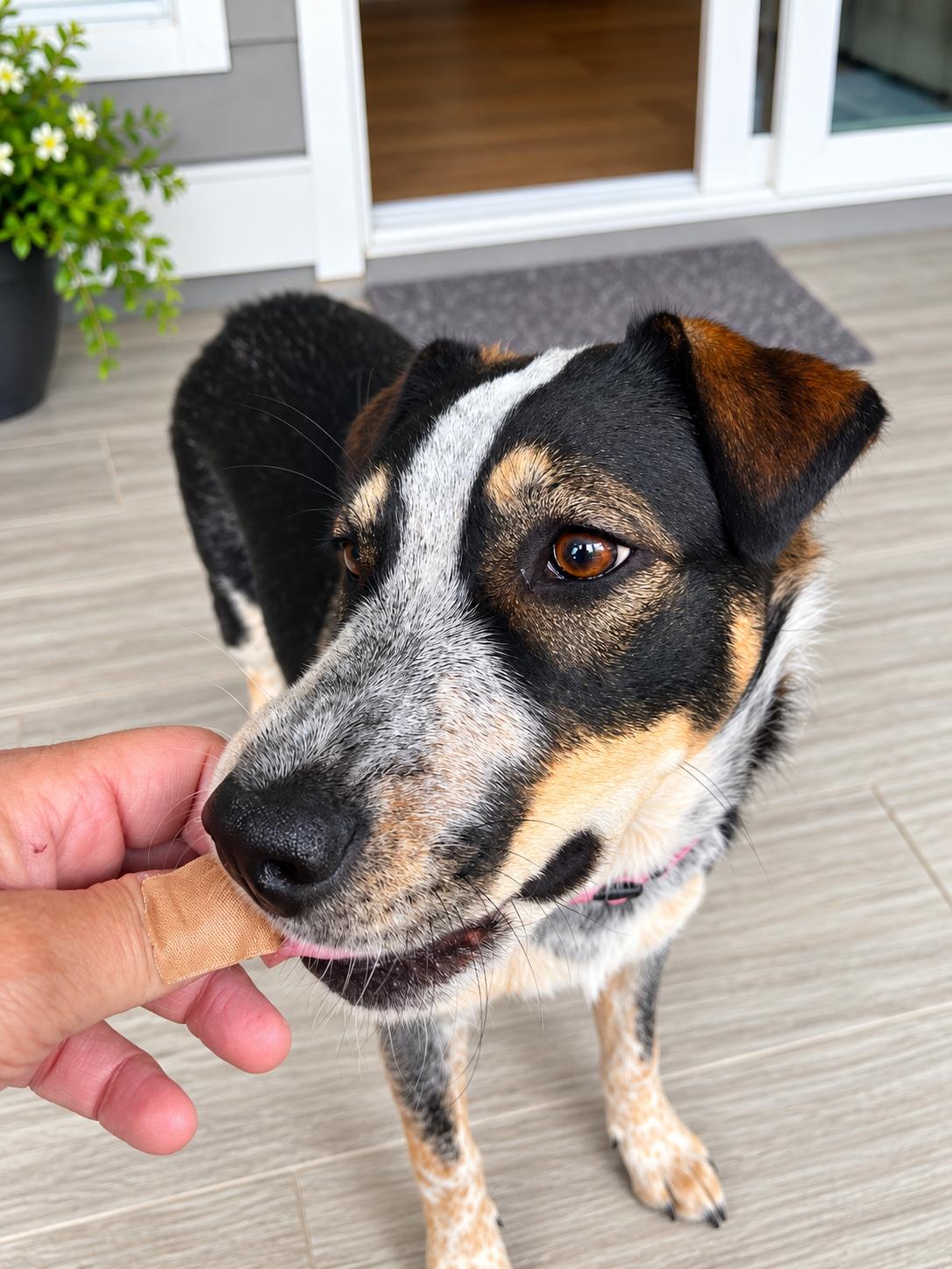 Enlarge Pepper, a Adoptable mixed breed in Southport, NC image 3/4