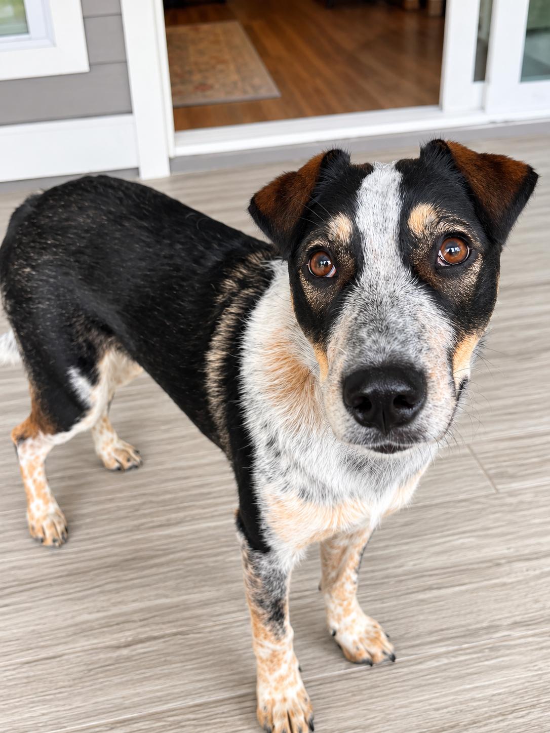 Enlarge Pepper, a Adoptable mixed breed in Southport, NC image 4/4