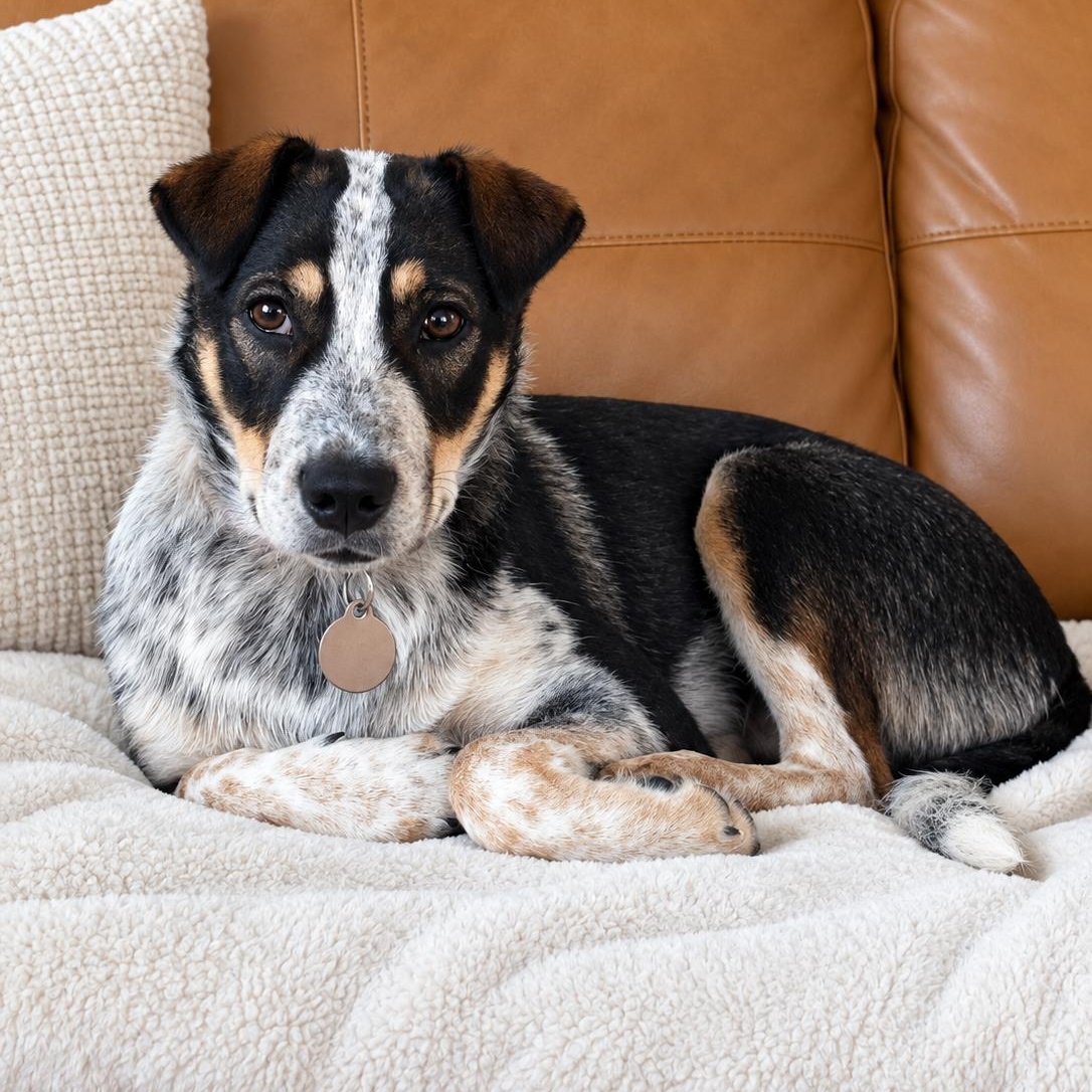 Enlarge Pepper, a Adoptable mixed breed in Southport, NC image 2/4