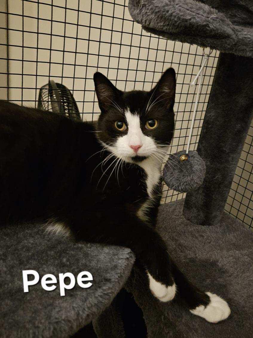 Enlarge Pepe, a ADOPTABLE Tuxedo in Avondale, PA image 1/5