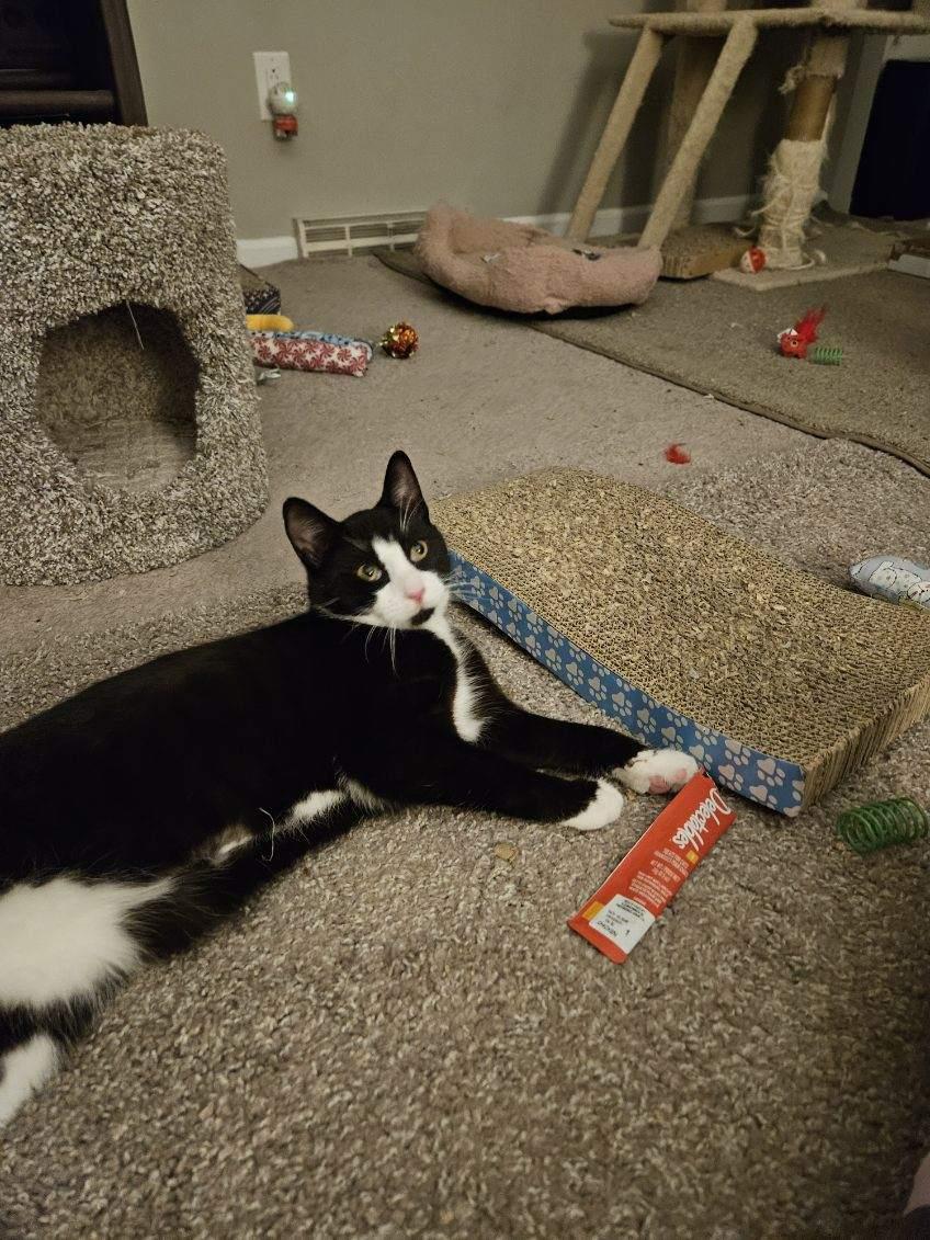 Enlarge Pepe, a ADOPTABLE Tuxedo in Avondale, PA image 3/5