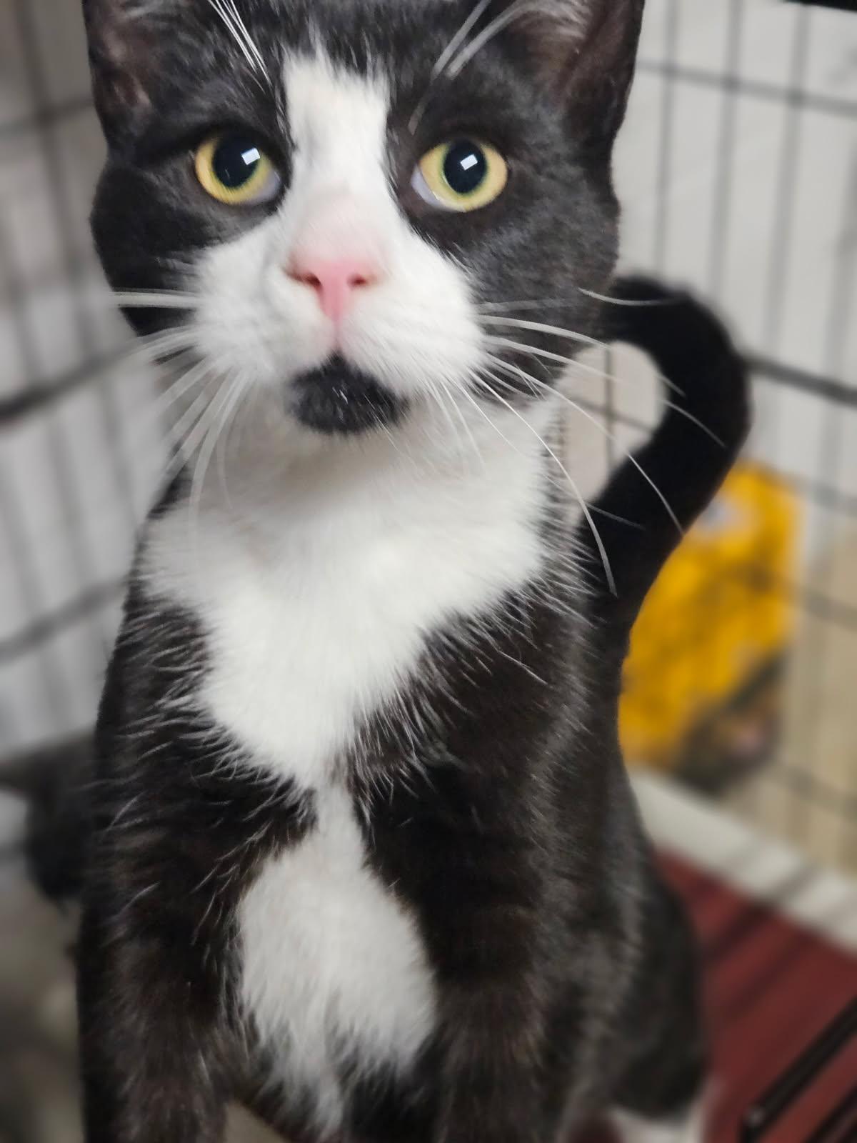 Enlarge Pepe, a ADOPTABLE Tuxedo in Avondale, PA image 2/5