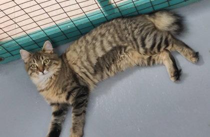 Enlarge 7123 (Dazzle), a Adoptable Domestic Long Hair in Lake City, MI image 1/2