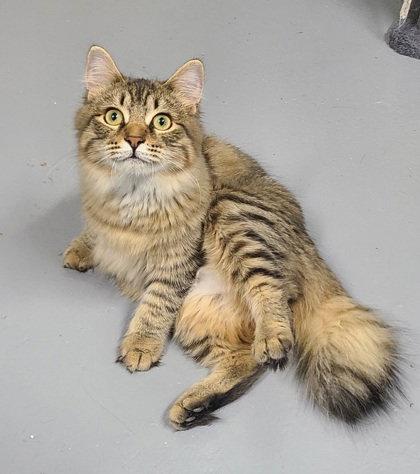 Enlarge 7123 (Dazzle), a Adoptable Domestic Long Hair in Lake City, MI image 2/2