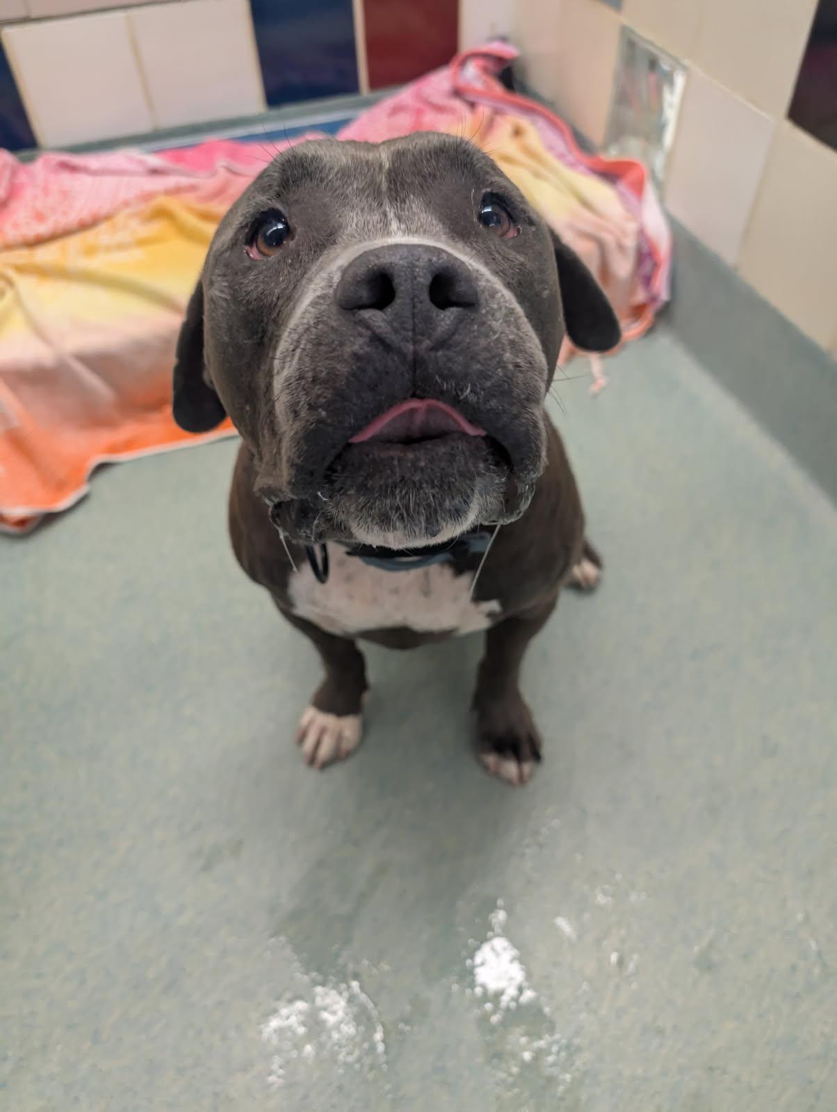 Diesel A212691